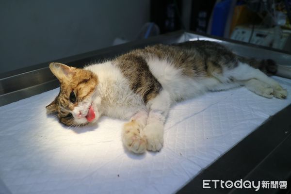 d8109906-1 貓咪下巴重創。(圖/新北市動保處提供)