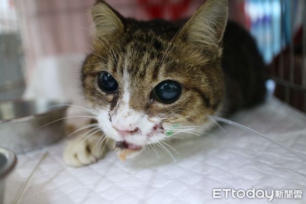 d8109910-1 貓咪下巴重創。(圖/新北市動保處提供)