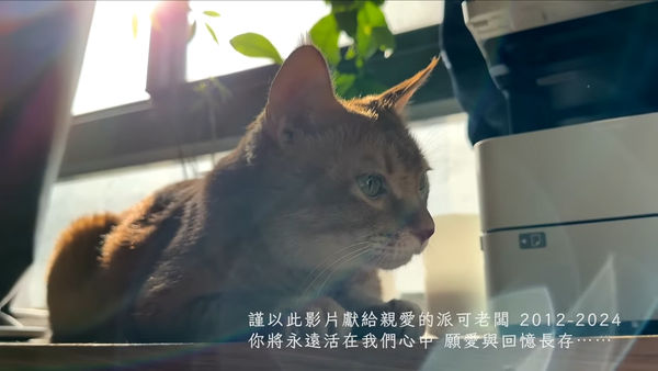 d8111255 ▲▼百萬YTR「12年愛貓過世」說到哭 粉絲淚崩:我台指期跌停都沒哭的。(圖/翻攝柴鼠兄弟 ZRBros YouTube)