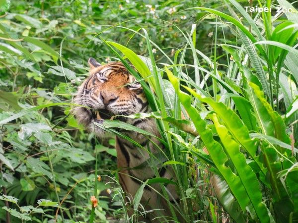 ▲（圖／翻攝自臺北市立動物園官網）