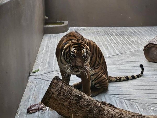 ▲（圖／翻攝自臺北市立動物園官網）