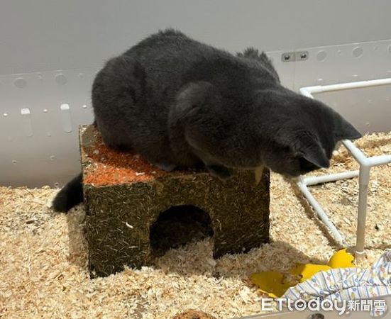 d8114634 ▲英短藍貓「毛毛手」緊抱鼠王布偶 張眼偷瞄媽媽有沒有拿走。(圖/Threads&IG@fluffandie提供。)