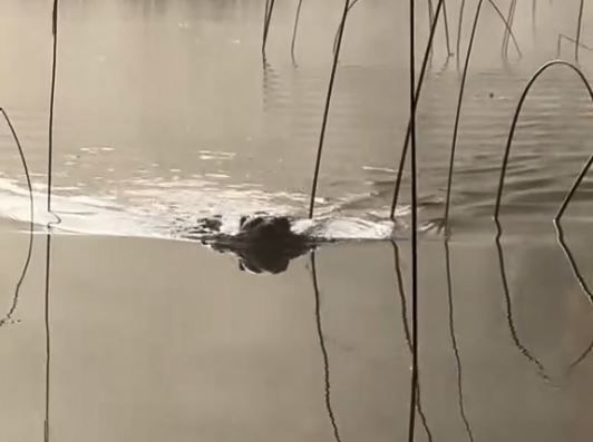 ▲孤兒水獺見「救命恩人」興奮衝來　上船開心撒嬌討摸摸。（圖／翻攝自TikTok／@matsjanzon）