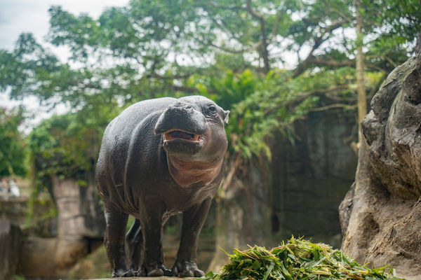▲侏儒河馬Thabo。（圖／台北市立動物園提供）