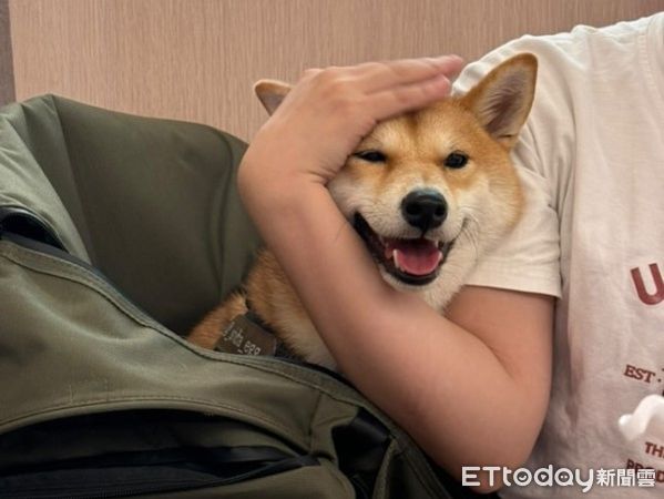 ▲（圖／網友@_shiba_egg_提供，請勿隨意翻拍，以免侵權。）