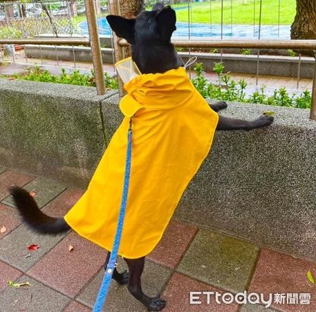 d8120221 ▲超乖歐告聽姐姐說「等喔」 整隻定格當展示台定力超強。(圖/踢踢姐姐提供,請勿隨意翻拍,以免侵權。)