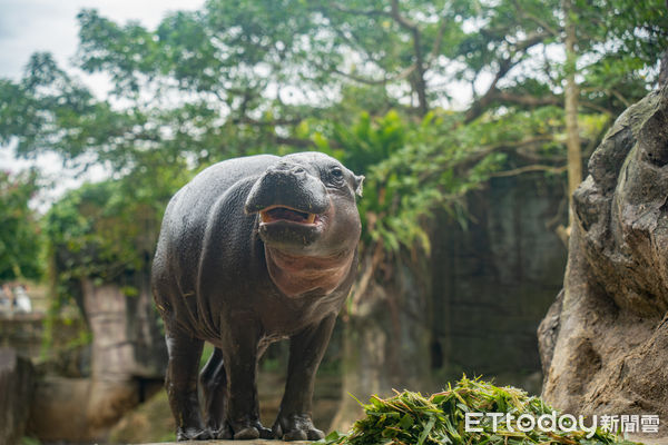 侏儒河馬湯包。（圖／台北市立動物園提供）
