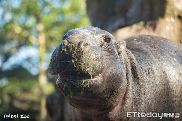 侏儒河馬湯包。（圖／台北市立動物園提供）