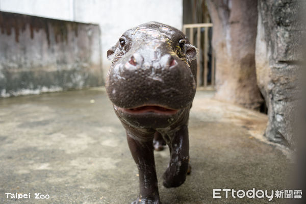 侏儒河馬湯包。（圖／台北市立動物園提供）