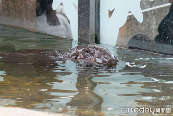 侏儒河馬湯包。（圖／台北市立動物園提供）