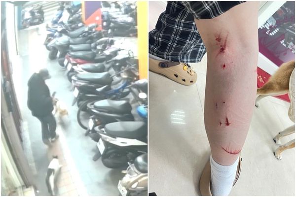 家貓憤怒衝出門外尾隨飼犬，飼主為保護愛犬被家貓攻擊後傷勢嚴重。（新北動保處提供）