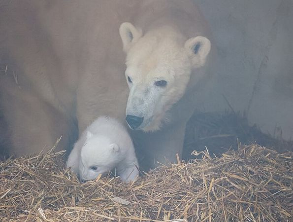 ▲（圖／翻攝自karlsruhe Zoo官網）
