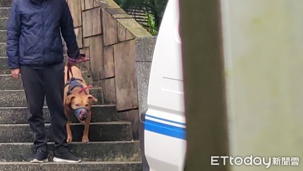 d8130911-4 ▲▼台北市動保處人員出動,將比特犬Lucky帶走。(圖/記者黃彥傑攝)