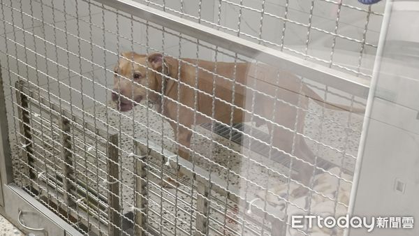 ▲▼咬傷兩人的比特犬。（圖／記者湯興漢攝）