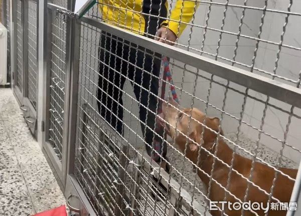 ▲比特犬Lucky「今沒入」籠內哀嚎　訓犬師解項圈後摸頭安撫。（圖／台北市動物保護處）