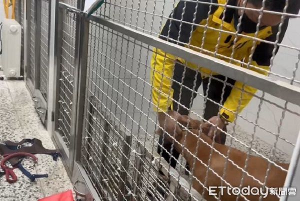 ▲比特犬Lucky「今沒入」籠內哀嚎　訓犬師解項圈後摸頭安撫。（圖／台北市動物保護處）