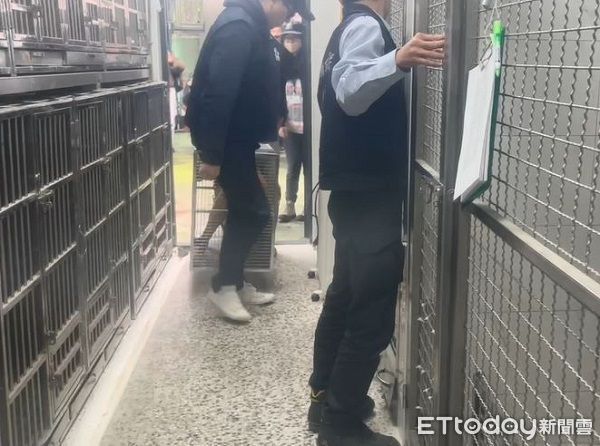 ▲比特犬Lucky「今沒入」籠內哀嚎　訓犬師解項圈後摸頭安撫。（圖／台北市動物保護處）