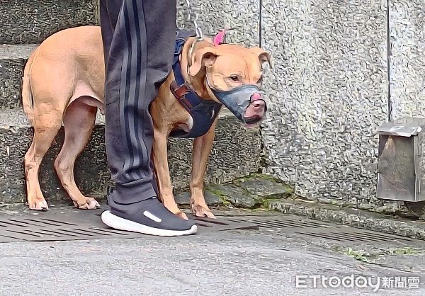 ▲比特犬是否會傷人？　官方、民間都同意：飼主素養是關鍵。（圖／台北市動物保護處）