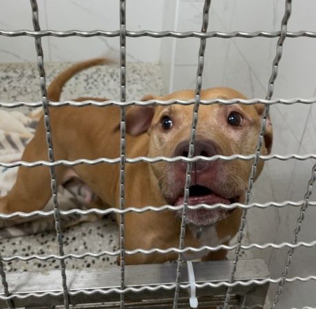 ▲▼咬傷人2次的比特犬Lucky。（圖／台北市動保處提供）