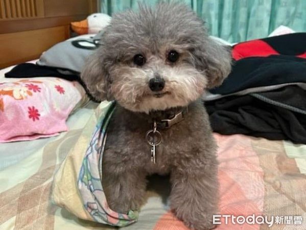 ▲灰貴賓不肯握手！肉肉誘惑也沒用　媽喊汪「賜給我力量」才成功。（圖／網友@imvivichin提供，請勿隨意翻拍，以免侵權。）