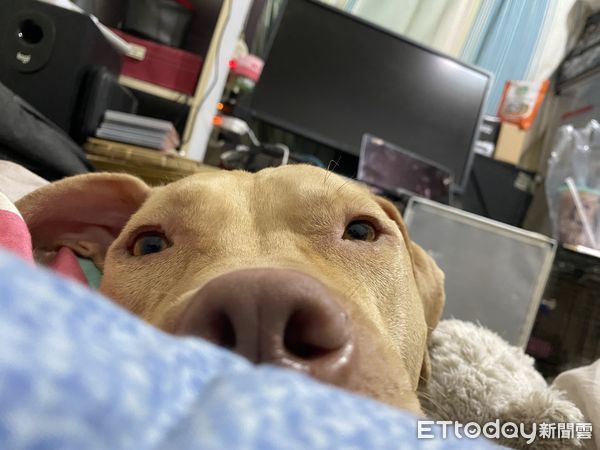 d8137161 ▲曾攻擊男童被沒入的比特犬索爾現況。(圖/索爸提供)