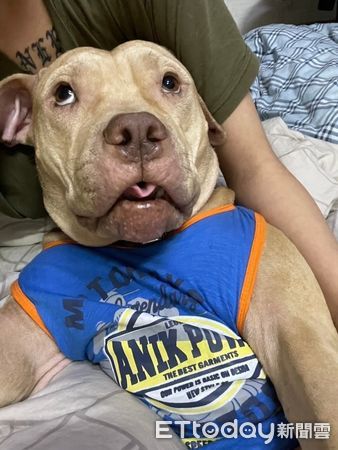 d8137162 ▲曾攻擊男童被沒入的比特犬索爾現況。(圖/索爸提供)