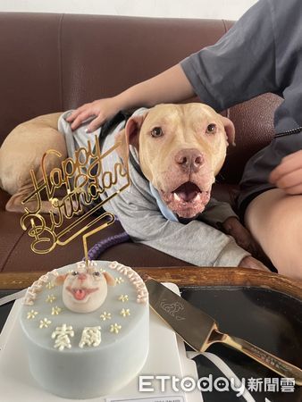 d8137163 ▲曾攻擊男童被沒入的比特犬索爾現況。(圖/索爸提供)