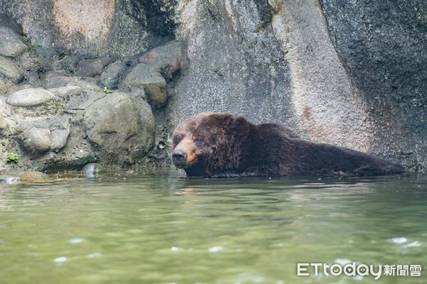 動物園僅存食火雞東施離世，棕熊小喬癌症轉移。（圖／台北市立動物園提供）