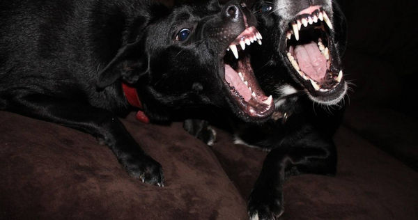 美國科羅拉多州發生一起狗群咬死人的事件。（示意圖／Pixabay）