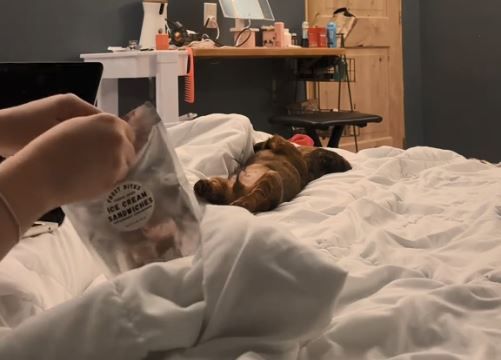 ▲睡著小臘腸「零食袋打開」秒開機　大眼賣萌討食物。（圖／翻攝自TikTok／@boone_the_weenie/video）