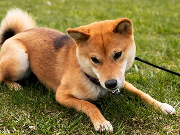 柴犬外泌體治療找回年輕步態。（圖／慈愛動物醫院提供）