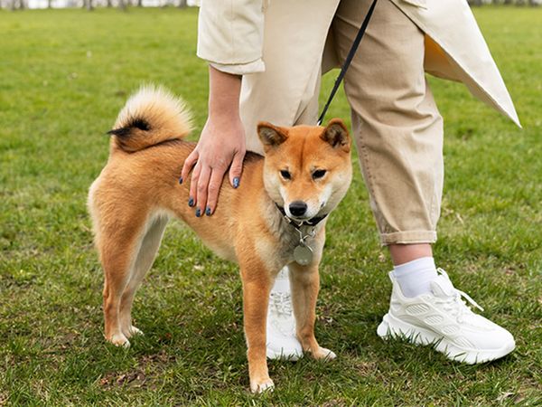 柴犬外泌體治療找回年輕步態。（圖／慈愛動物醫院提供）