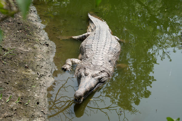 馬來長吻鱷酷龍搬家。（圖／台北市立動物園提供）