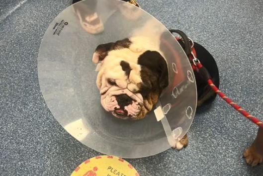 d8150285-1 ▲英國惡霸犬拆排水管「阻雨」 帶回家塞狗窩笑翻飼主。(圖/翻攝自TikTok/@the.bully.bros)