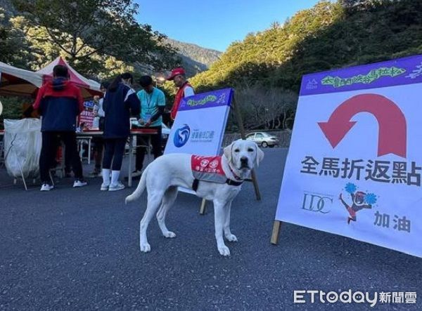 ▲導盲犬「鼻頂廢毛球」量超驚人　爸媽挑戰集齊狗女兒體重。（圖／Threads@yjsquared提供，請勿隨意翻拍，以免侵權。）