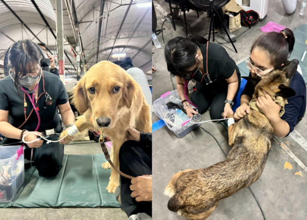 搜救犬看獸醫好緊張。（圖／翻攝自臉書＠K9 USAR THAILAND）