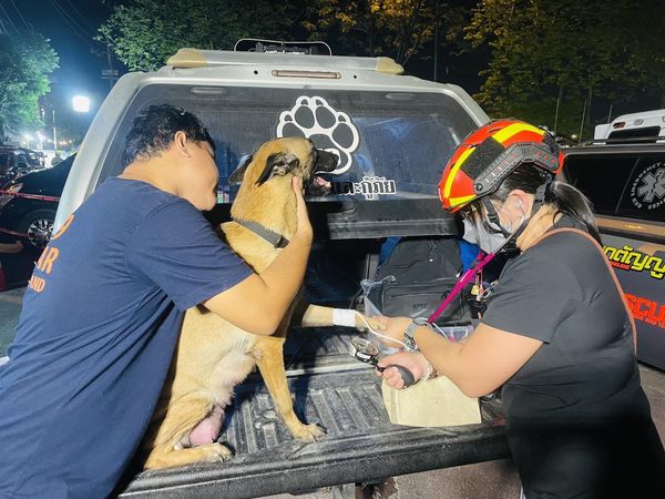 搜救犬看獸醫好緊張。（圖／翻攝自臉書＠K9 USAR THAILAND）