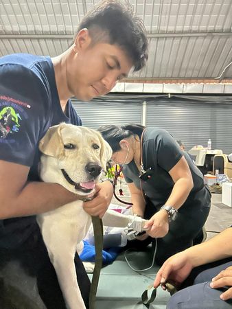 搜救犬看獸醫好緊張。（圖／翻攝自臉書＠K9 USAR THAILAND）