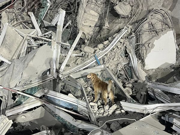泰國搜救犬隊。（圖／翻攝自K9 USAR THAILAND臉書）