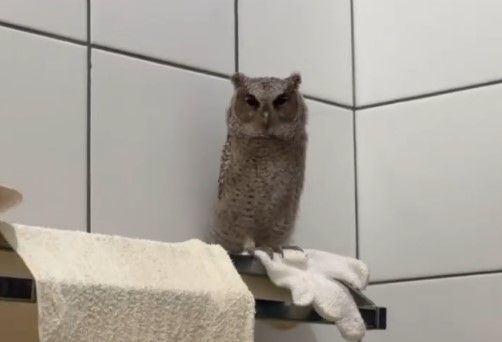 ▲▼「領角鴞」夜闖基隆民宅浴室　民眾機智開窗放生。（圖／網友jimmy_0987987授權使用）