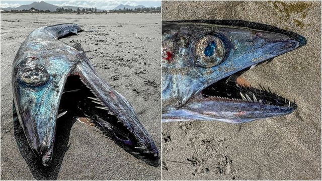 ▲▼獠牙怪魚沖上岸！竟會「生吞同類」　美專家曝：超罕見。（圖／翻攝臉書Seaside Aquarium）