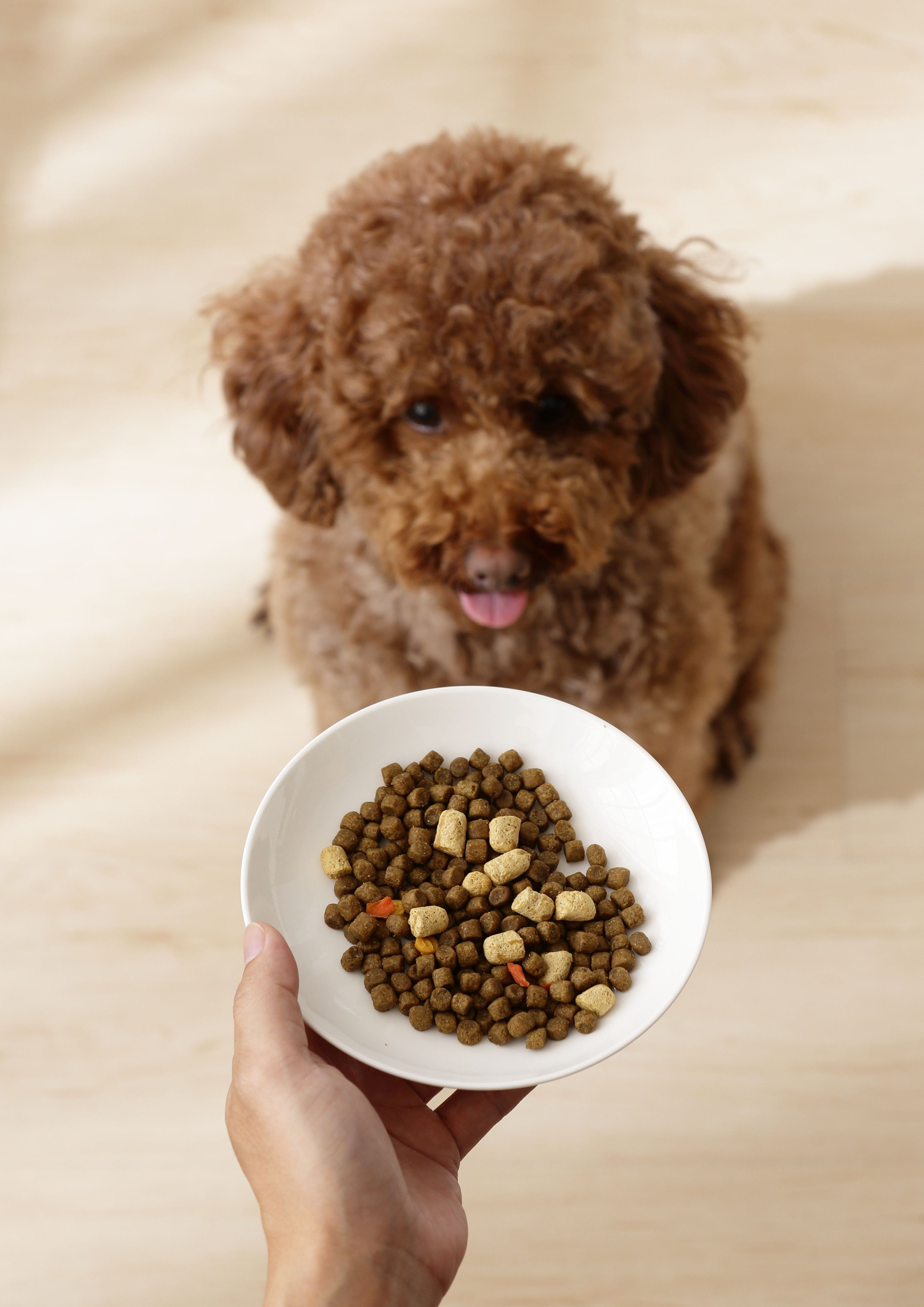 ▲▼ 寵物,飲食,營養,特百滋,Tapazo,凍乾,凍乾糧,毛小孩,挑嘴,貓狗,主食,無穀,低敏。（圖／資料照）