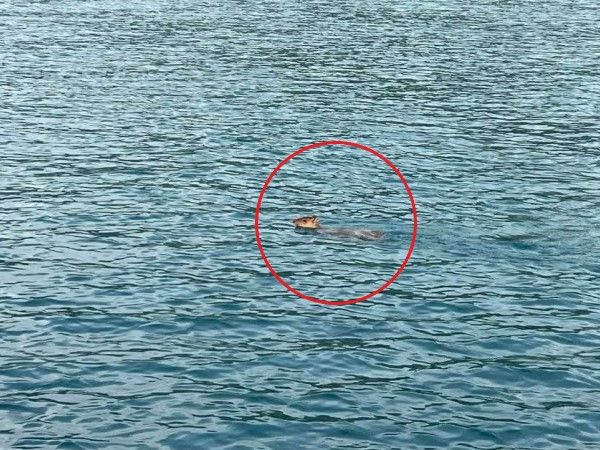 ▲日月潭偶遇橫渡山羌，速度比郵輪還快。（圖／網友金鑽號@goldendiamond.co.ltd提供，請勿隨意翻拍，以免侵權。）