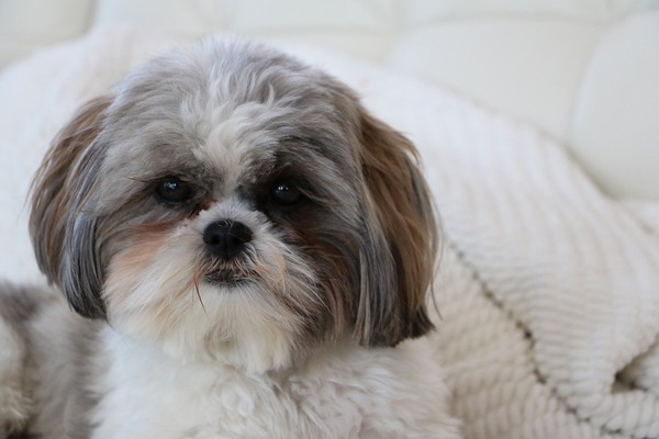 西施犬,狗,西施,動物,寵物（圖／取自免費圖庫pixabay）