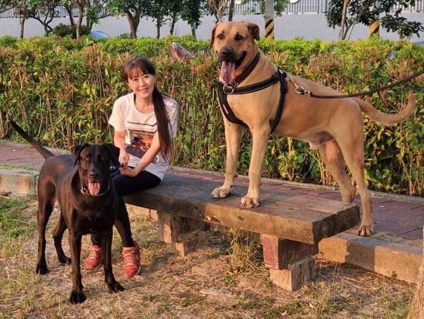 ▲遛高山犬突被叫住　3度中風伯吃力喊「妞妞跟可可」...藏超大洋蔥。（圖／有點毛毛的／粉專「巨嬰可可與牛頭妞兒」提供）
