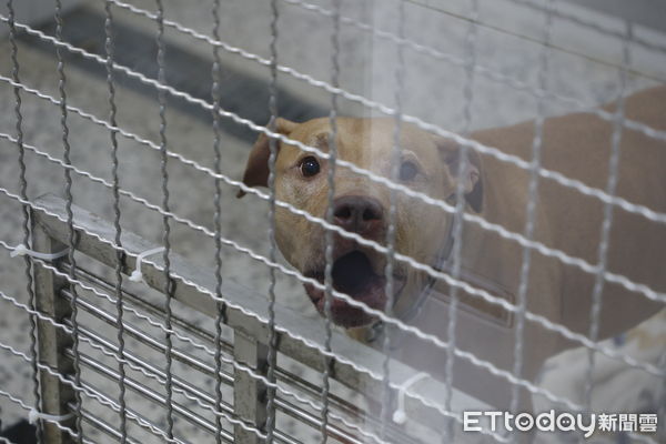 ▲▼咬傷兩人的比特犬。（圖／記者湯興漢攝）