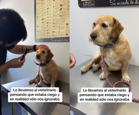 失明狗狗檢查眼睛。（圖／翻攝自IG@fundacionsantaspatitas）