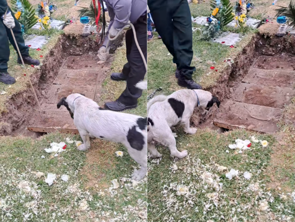 狗狗為飼主送行。（圖／翻攝自Tiktok@saltapeque）
