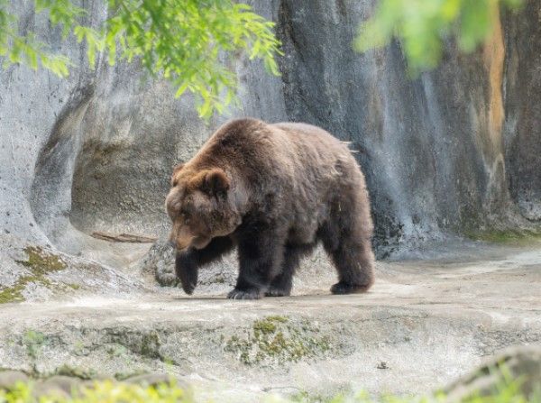 ▲北市動物園棕熊「小喬」集氣成功！　腫瘤移除手術後逐漸恢復元氣。（圖／台北市立動物園官網）