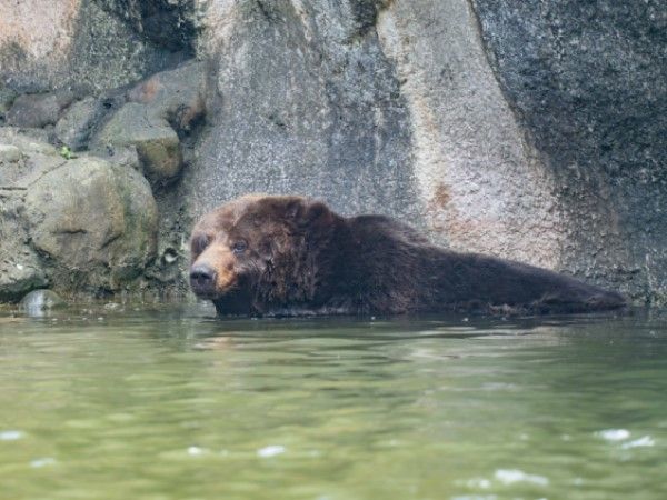 ▲北市動物園棕熊「小喬」集氣成功！　腫瘤移除手術後逐漸恢復元氣。（圖／台北市立動物園官網）